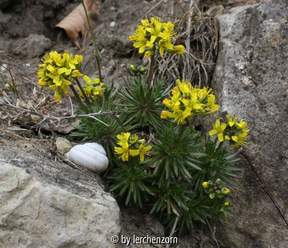 Draba lasiocarpa