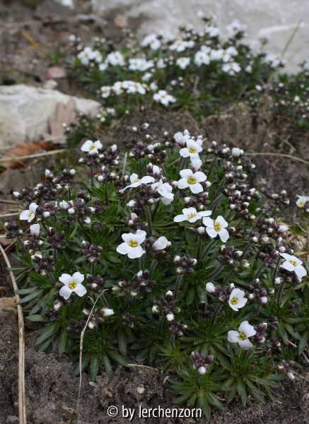 Draba dedeana