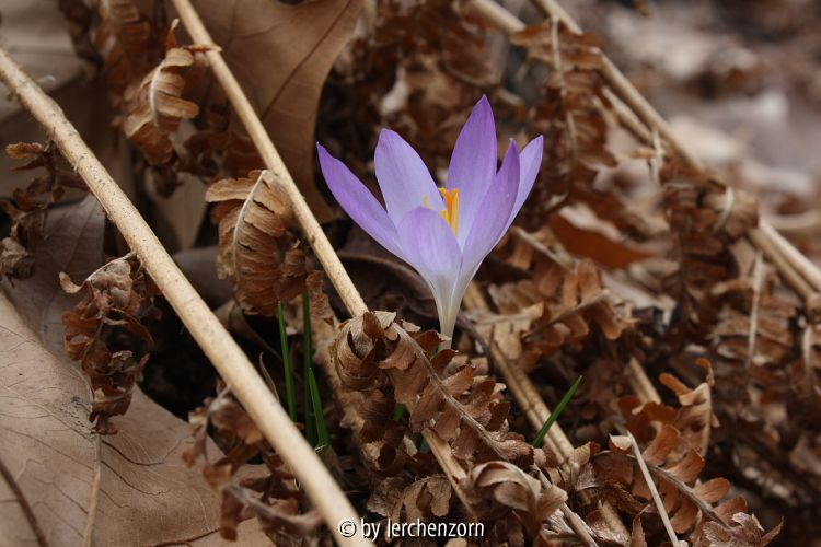 Crocus tommasinianus