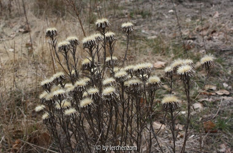 Carlina vulgaris