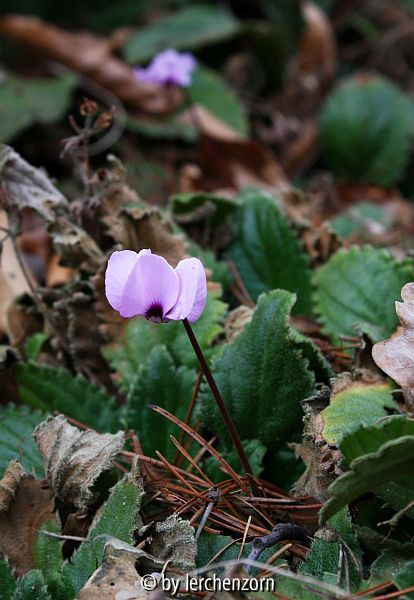 Cyclamen coum