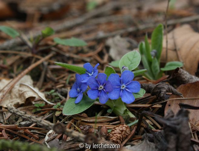 Omphalodes spec. (??nitida)