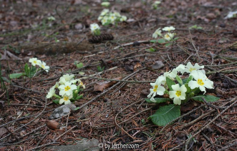 Primula vulgaris