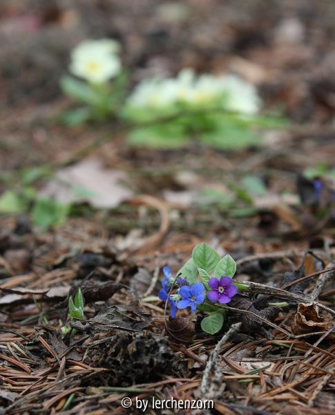 Omphalodes spec. (??nitida)