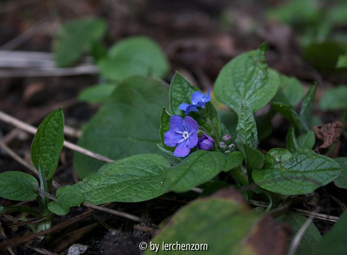 Omphalodes verna