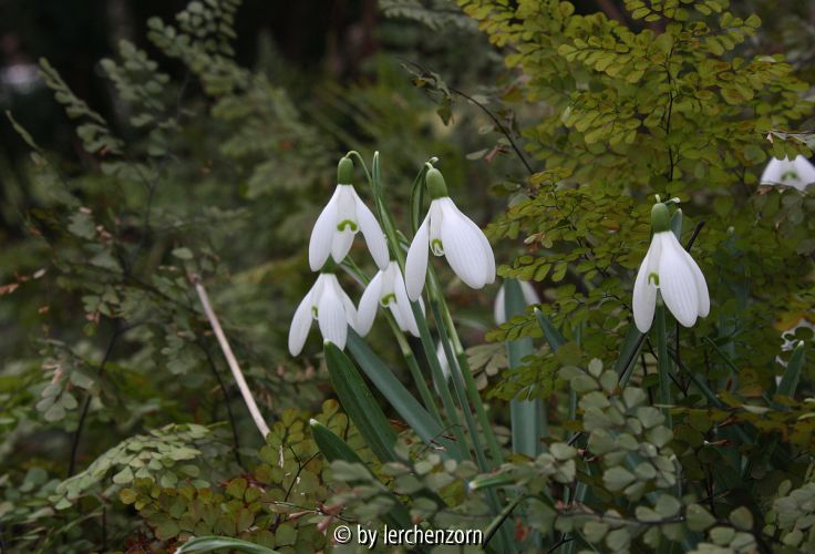 Galanthus nivalis