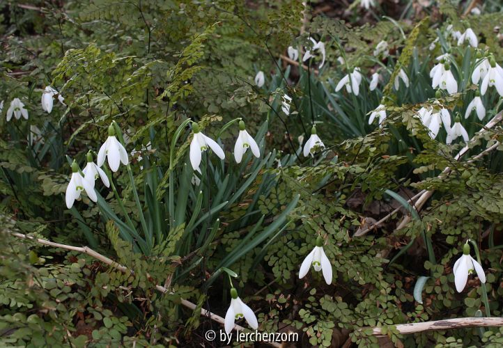 Galanthus nivalis