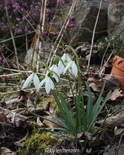 Galanthus nivalis