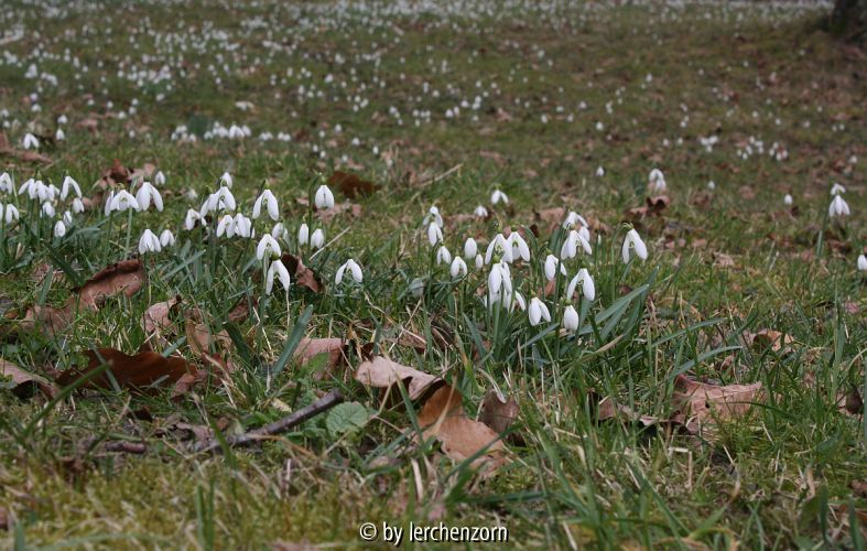 Galanthus nivalis