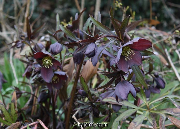 Helleborus Hybr.