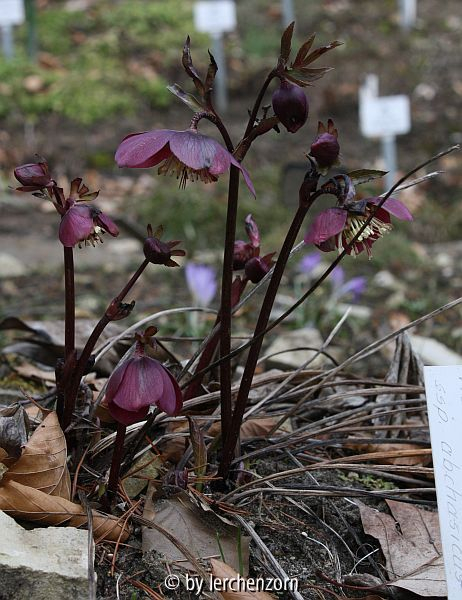 Helleborus orientalis susbp. abchasicus