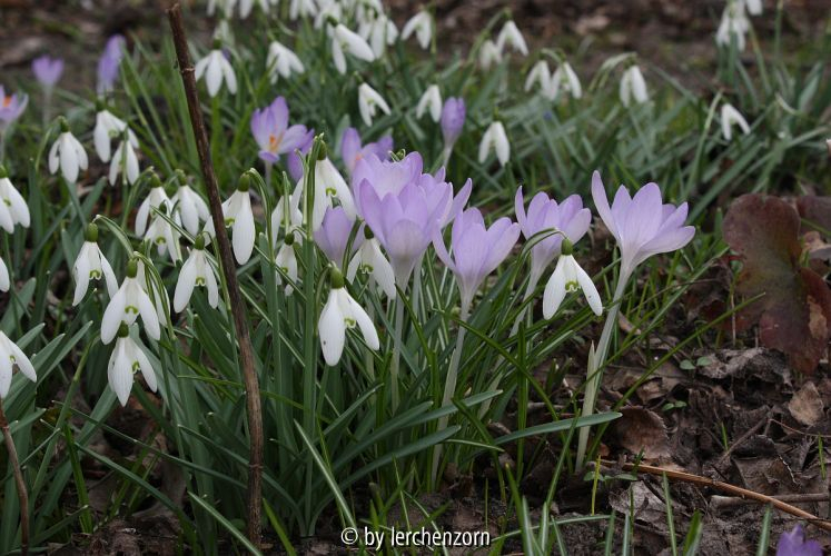 Crocus tommasinianus
