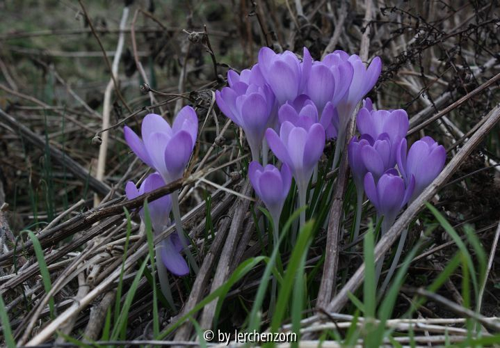 Crocus tommasinianus