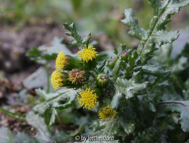 Senecio vulgaris