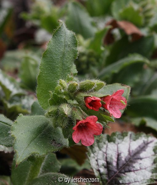 Pulmonaria rubra