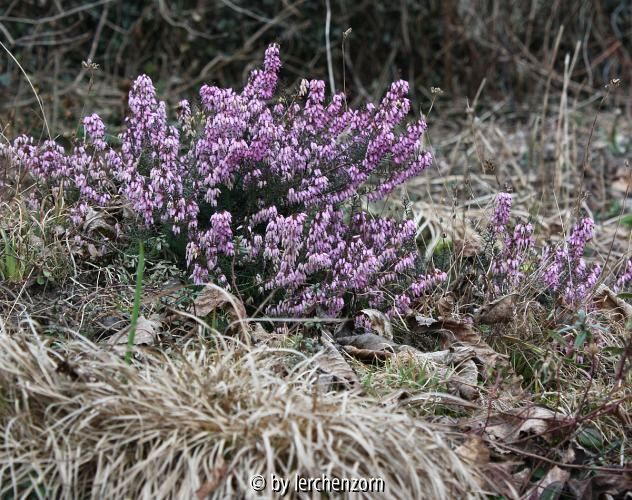 Erica carnea dunkellaubig