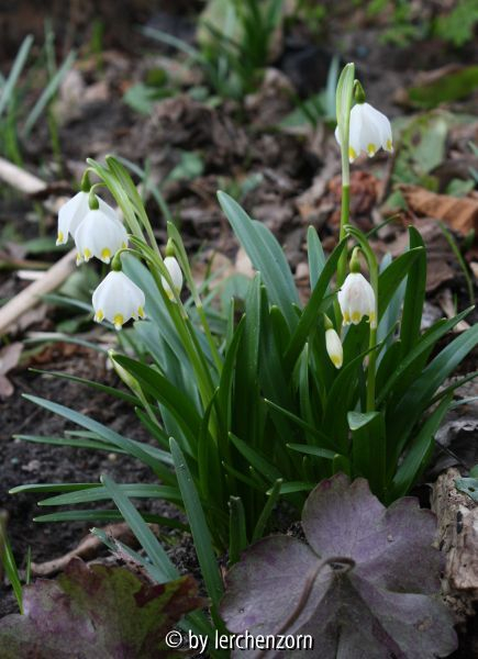 Leucojum vernum