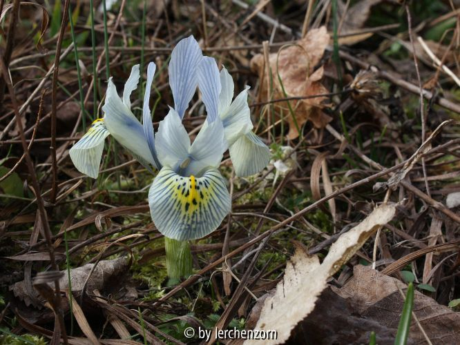 Iris KATHERINE HODGEKIN