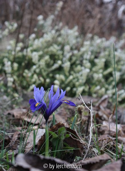 Iris HARMONY