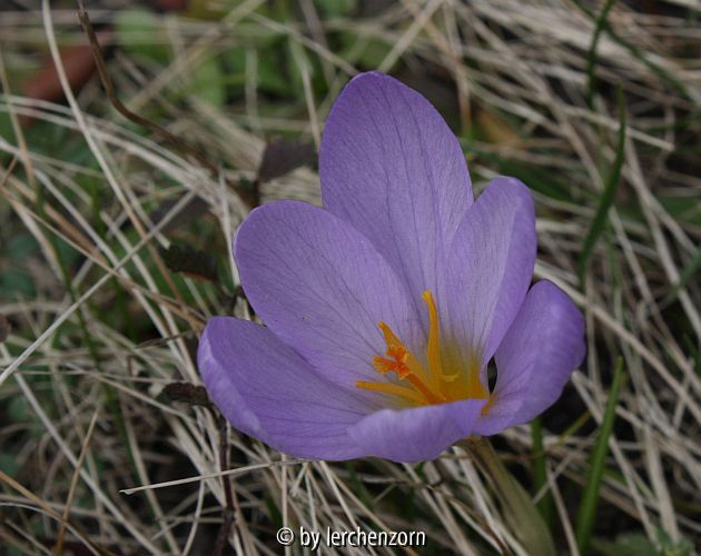 Crocus spec.