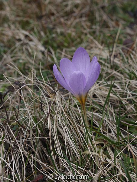 Crocus spec.