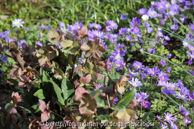 Anemone blanda, 02.03.2014