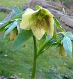 Helleborus_gelb_Sämling1_14-4.jpg