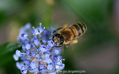 Ceanothus