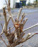Wisteria_floribunda_14-Blattknospen.jpg