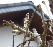 Wisteria_floribunda_14-Blütenknospen.jpg