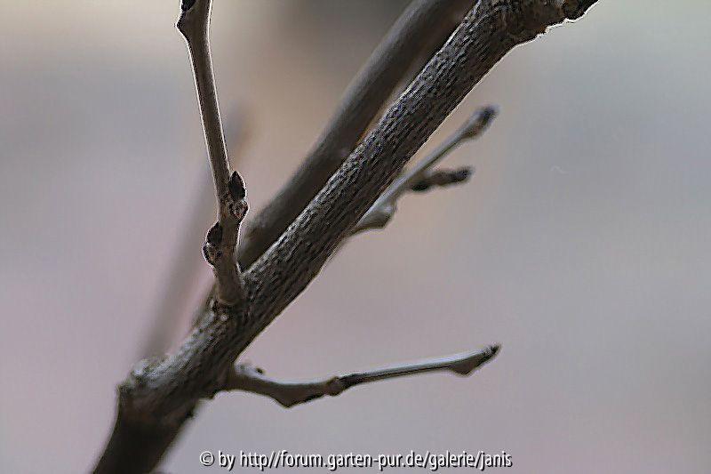 wisteria1