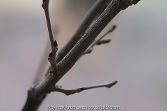 wisteria1