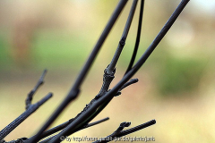 wisteria2