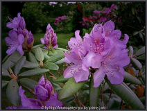 rhodo_hellila