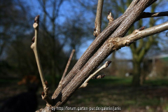 wisteria 4-4
