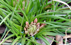 Asphodelus acaulis