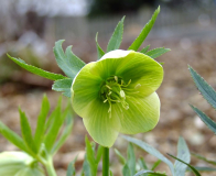 Helleborus abruzzicus