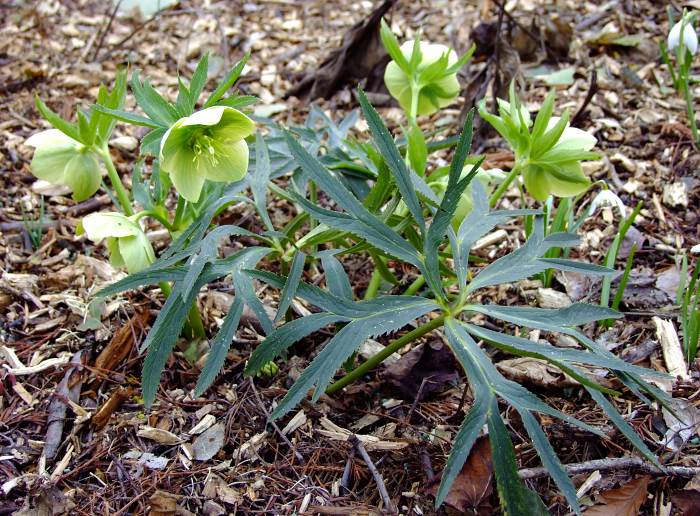 Helleborus abruzzicus