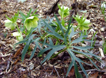 Helleborus abruzzicus