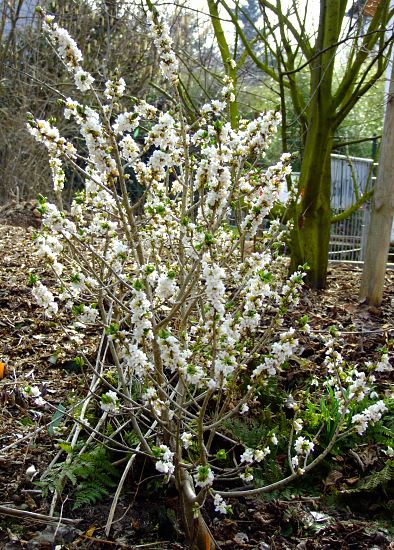 Daphne mezereum 'Album'