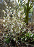 Daphne mezereum 'Album'