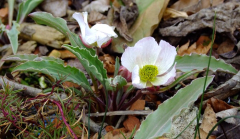 Ranunculus calandrinoides