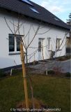 Pfirsich206.jpg