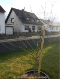Pfirsich105.jpg