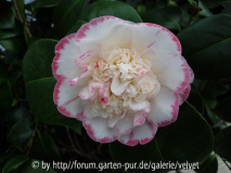 Nuccios Pearl