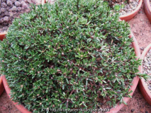 Daphne petraea