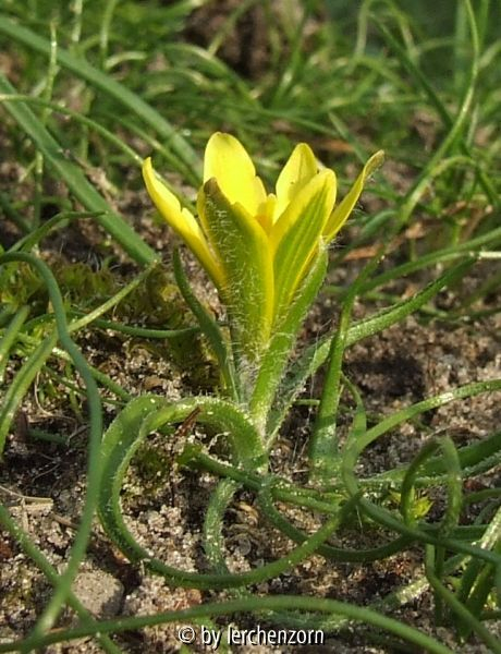 Felsen-Goldstern (Gagea bohemica)