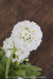 Primula dent. 'Alba'