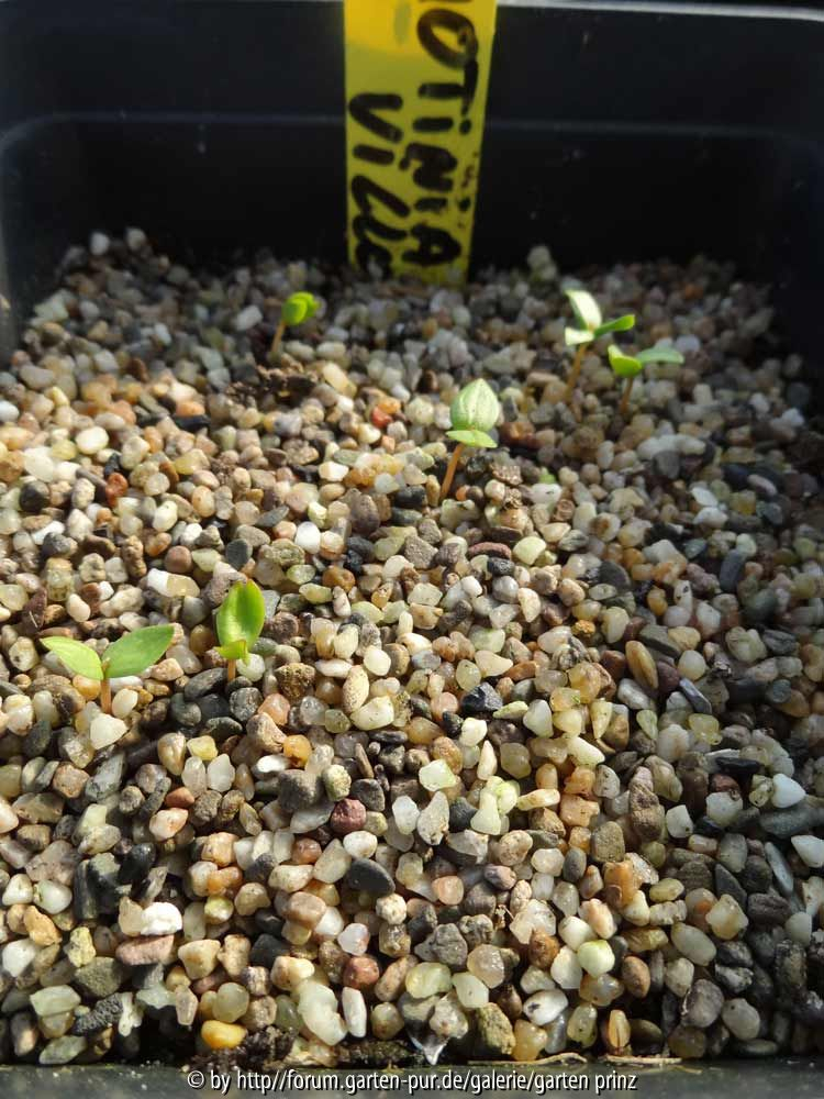 Photinia villosa Germination March 2014