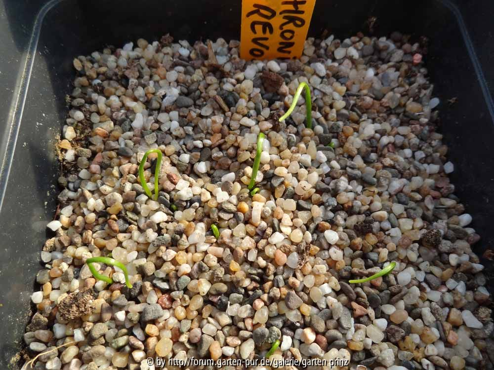 Erythronium revolutum Germination March 2014